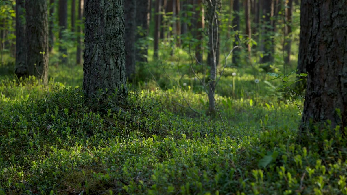 Kuidas alustada tervislikku eluviisi